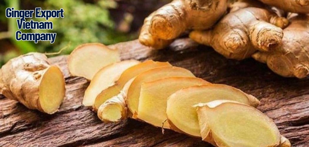 Vietnam Ginger Supplier: Connecting Global Markets with Premium Vietnamese Ginger 2 Ginger Export Vietnam Company 3