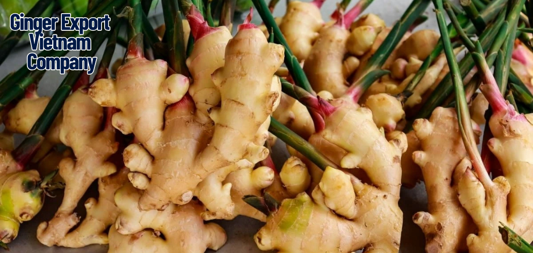 Vietnam Ginger Supplier: A Trusted Source for Global Importers 1 Ginger Export Vietnam Company 6 1